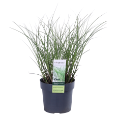 Hoogeveen Miscanthus Sinensis 'Gracillimus' - 50 cm, Ø19 cm