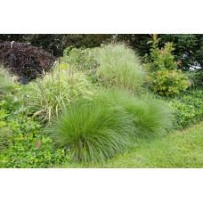 Hoogeveen Miscanthus Sinensis 'Gracillimus' - 50 cm, Ø19 cm