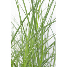Hoogeveen Miscanthus Sinensis 'Gracillimus' - 50 cm, Ø19 cm