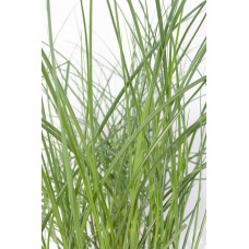 Hoogeveen Miscanthus Sinensis 'Gracillimus' - 50 cm, Ø19 cm