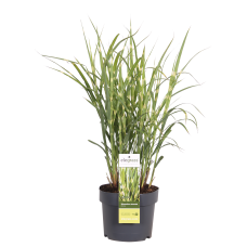 Hoogeveen Miscanthus Sinensis 'Strictus' - 50 cm, Ø19 cm