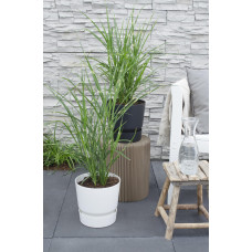 Hoogeveen Miscanthus Sinensis 'Strictus' - 50 cm, Ø19 cm