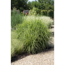 Hoogeveen Miscanthus Sinensis 'Strictus' - 50 cm, Ø19 cm