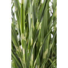 Hoogeveen Miscanthus Sinensis 'Strictus' - 50 cm, Ø19 cm