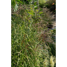 Hoogeveen Miscanthus Sinensis 'Strictus' - 50 cm, Ø19 cm