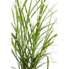 Hoogeveen Miscanthus Sinensis 'Strictus' - 50 cm, Ø19 cm