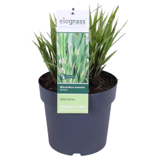 Hoogeveen Miscanthus Sinensis 'Strictus' - 60 cm, Ø23 cm