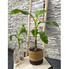 Hoogeveen Musa Basjoo - 50 cm, Ø15 cm