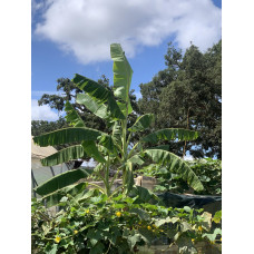 Hoogeveen Musa Basjoo - 50 cm, Ø15 cm