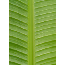 Hoogeveen Musa Basjoo - 50 cm, Ø15 cm