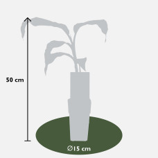 Hoogeveen Musa Basjoo - 50 cm, Ø15 cm