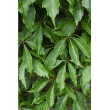 Hoogeveen Parthenocissus Q. Var. 'Engelmannii' - 65 cm, Ø15 cm