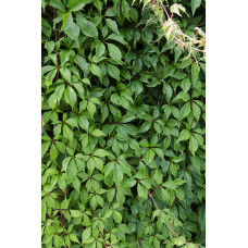 Hoogeveen Parthenocissus Q. Var. 'Engelmannii' - 65 cm, Ø15 cm