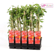 Hoogeveen Parthenocissus Q. Var. 'Engelmannii' - 65 cm, Ø15 cm