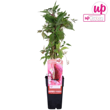 Hoogeveen Parthenocissus Q. Var. 'Engelmannii' - 65 cm, Ø15 cm