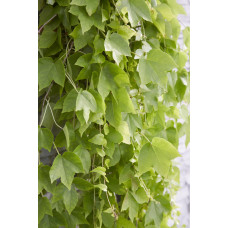 Hoogeveen Parthenocissus Tricuspidata 'Fenway Park' - 65 cm, Ø15 cm