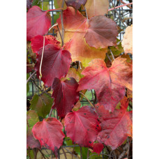 Hoogeveen Parthenocissus Tricuspidata 'Fenway Park' - 65 cm, Ø15 cm