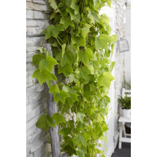 Hoogeveen Parthenocissus Tricuspidata 'Fenway Park' - 65 cm, Ø15 cm