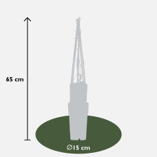 Hoogeveen Parthenocissus Tricuspidata 'Fenway Park' - 65 cm, Ø15 cm