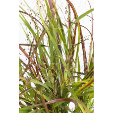 Hoogeveen Panicum Virgatum 'Cheyenne Sky - 50 cm, Ø19 cm