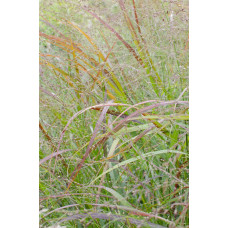 Hoogeveen Panicum Virgatum 'Cheyenne Sky - 50 cm, Ø19 cm
