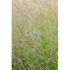 Hoogeveen Panicum Virgatum 'Cheyenne Sky - 50 cm, Ø19 cm