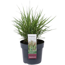 Hoogeveen Panicum Virgatum 'Cheyenne Sky - 50 cm, Ø19 cm