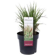Hoogeveen Panicum Virgatum 'Cheyenne Sky' - 60 cm, Ø23 cm