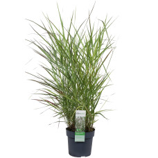 Hoogeveen Panicum Virgatum 'Prairie Sky' - 50 cm, Ø19 cm