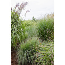 Hoogeveen Panicum Virgatum 'Prairie Sky' - 50 cm, Ø19 cm