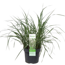 Hoogeveen Panicum Virgatum 'Prairie Sky' - 50 cm, Ø19 cm