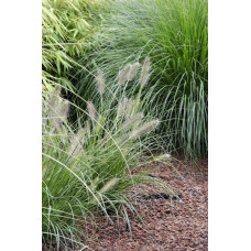 Hoogeveen Pennisetum Alopecuroides 'Hameln' - 30 cm, Ø14 cm