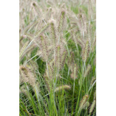 Hoogeveen Pennisetum Alopecuroides 'Hameln' - 30 cm, Ø14 cm