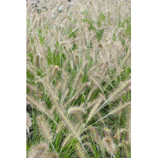 Hoogeveen Pennisetum Alopecuroides 'Hameln' - 30 cm, Ø14 cm