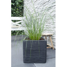 Hoogeveen Pennisetum Alopecuroides 'Hameln' - 40 cm, Ø19 cm
