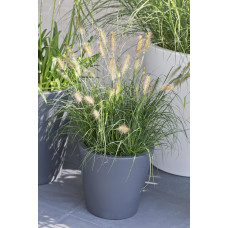 Hoogeveen Pennisetum Alopecuroides 'Hameln' - 40 cm, Ø19 cm