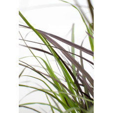 Hoogeveen Pennisetum X Advena 'Summer Samba' - 50 cm, Ø19 cm