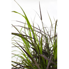 Hoogeveen Pennisetum X Advena 'Summer Samba' - 50 cm, Ø19 cm
