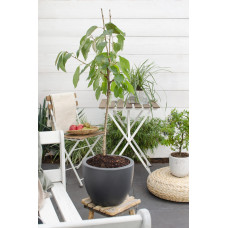 Hoogeveen Prunus Avium 'Regina' - 100 cm, Ø23 cm
