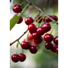 Hoogeveen Prunus Avium 'Regina' - 100 cm, Ø23 cm