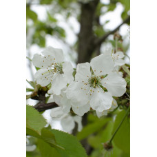 Hoogeveen Prunus Avium 'Regina' - 100 cm, Ø23 cm