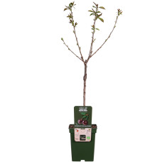 Hoogeveen Prunus Avium 'Regina' - 100 cm, Ø23 cm
