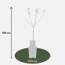 Hoogeveen Prunus Avium 'Regina' - 100 cm, Ø23 cm