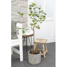 Hoogeveen Prunus Cerasus 'Morellenfeuer' - 100 cm, Ø23 cm