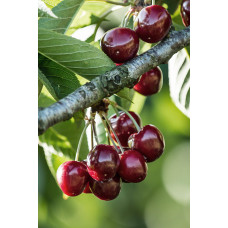 Hoogeveen Prunus Cerasus 'Morellenfeuer' - 100 cm, Ø23 cm