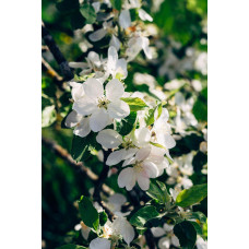 Hoogeveen Prunus Cerasus 'Morellenfeuer' - 100 cm, Ø23 cm