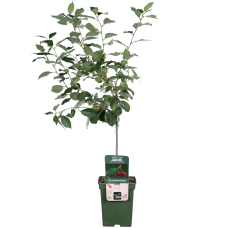 Hoogeveen Prunus Cerasus 'Morellenfeuer' - 100 cm, Ø23 cm