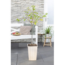 Hoogeveen Prunus Domestica 'Hauszwetsche' - 100 cm, Ø23 cm
