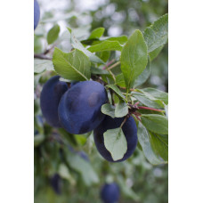 Hoogeveen Prunus Domestica 'Hauszwetsche' - 100 cm, Ø23 cm