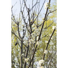 Hoogeveen Prunus Domestica 'Hauszwetsche' - 100 cm, Ø23 cm